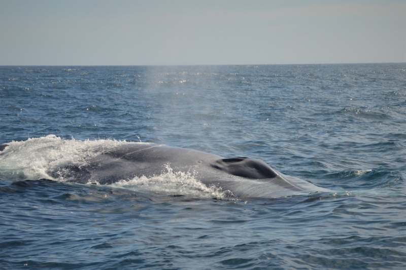 Whales of Baja California: Part 1 - Whale Watch Cabo Tours