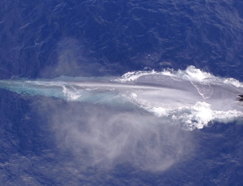 Record breaking Cetaceans