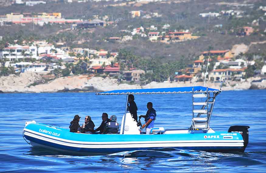 Inflatable Boat Whale Watching Cabo San Lucas