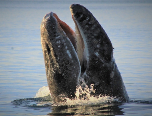 Cetaceans: Beyond Belief