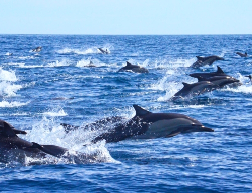 Humpback whales have arrived!