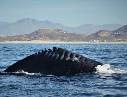 Whale Watching Cabo San Lucas