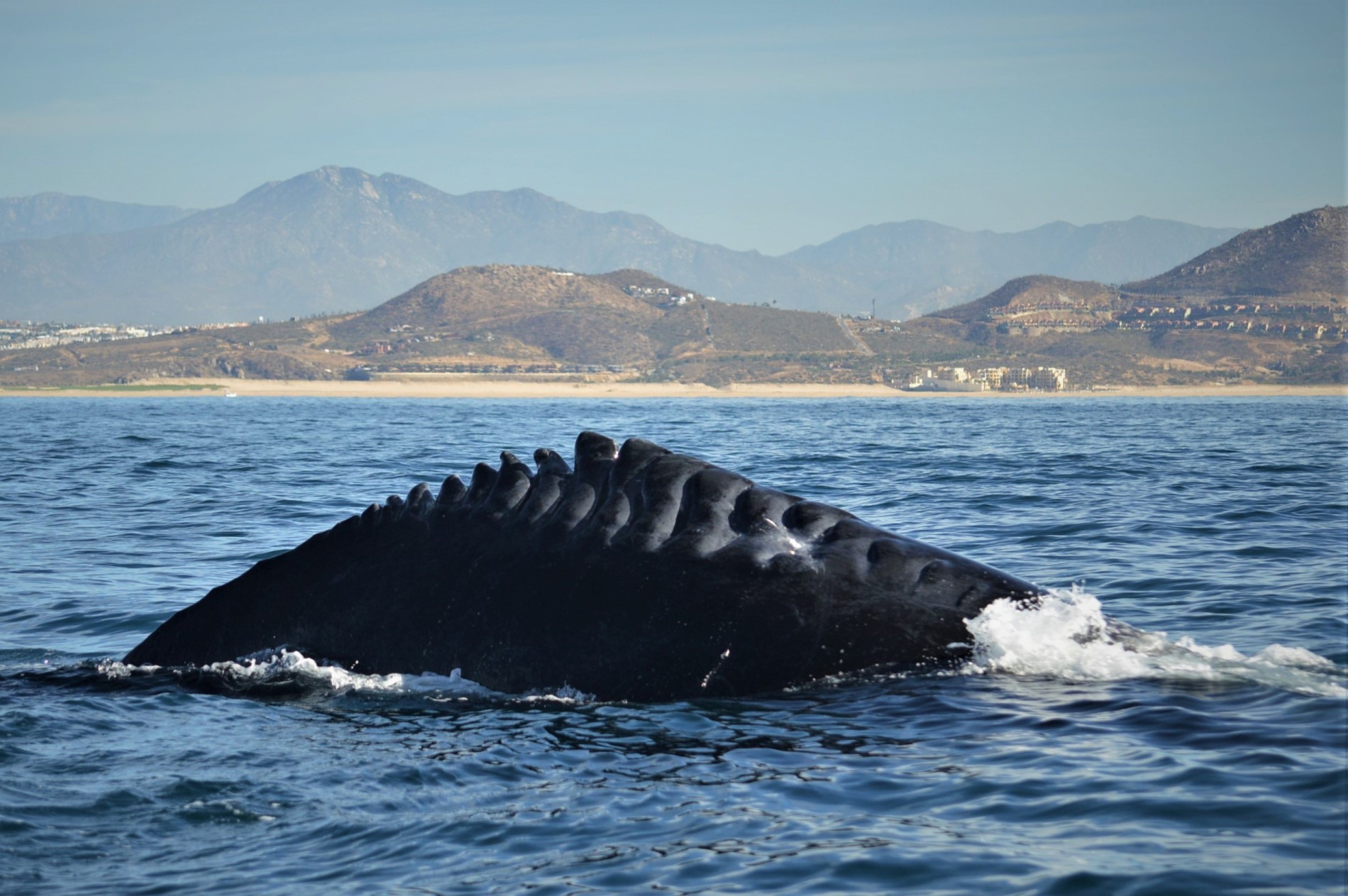 Humpback whale ship collision injury