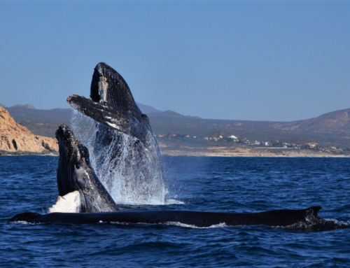 Humpback Whale: Facts & Conservation Status