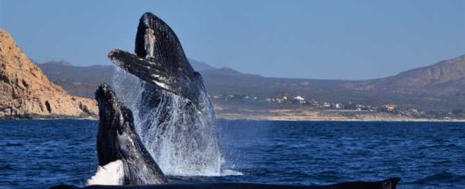 Three Humpbacks