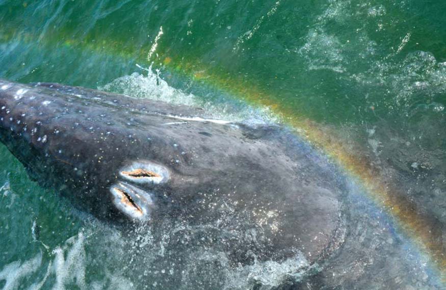 Rainbow exhale Gray Whale Tour