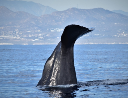 Humpback Whale Activity in Cabo