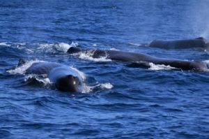 Sperm whales