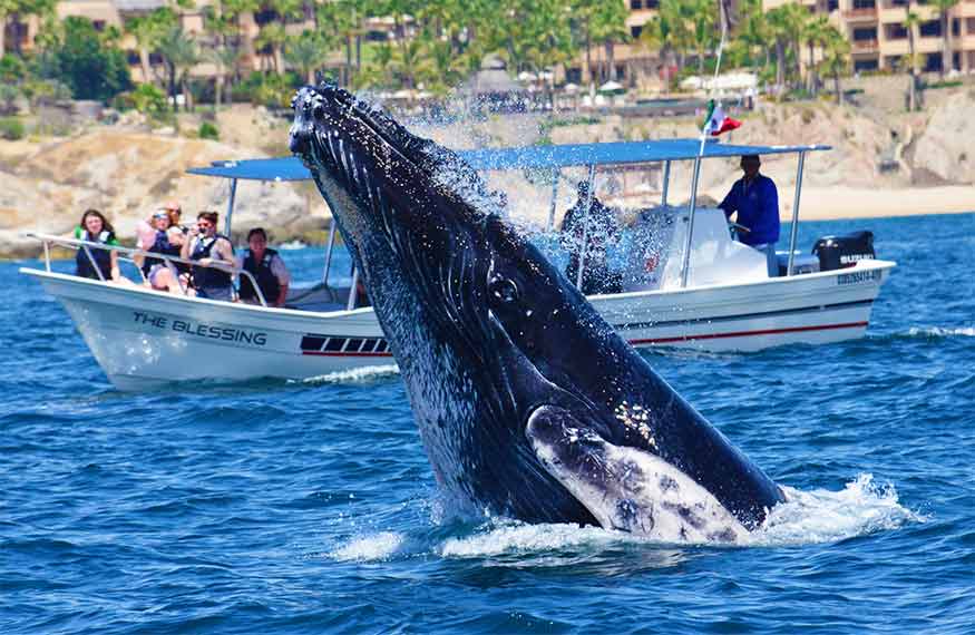 whale watching tour cabo