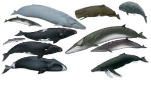 Great whales