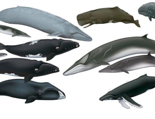 The Great whales: All 13 species explained