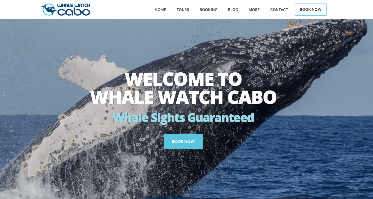 whalewatchcabo.com logo